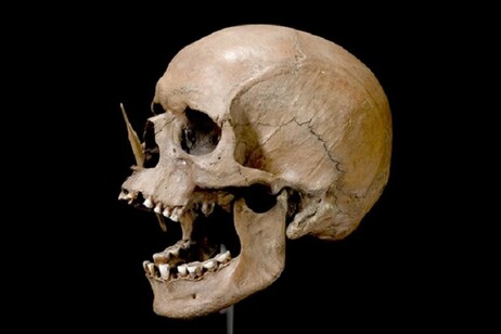 O crânio do homem de Pormose é uma das fontes de DNA antigo (Foto: The Danish National Museum)
