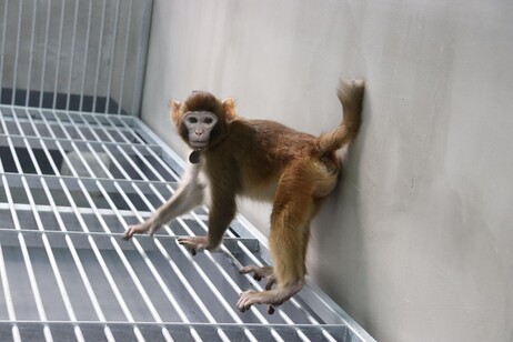 'ReTro', macaco rhesus clonado por pesquisadores chineses