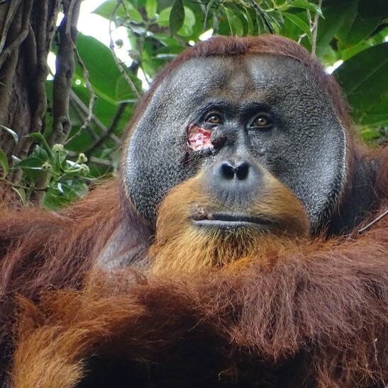 L’orango Rakus e la sua ferita sotto l’occhio destro (fonte: Armas)