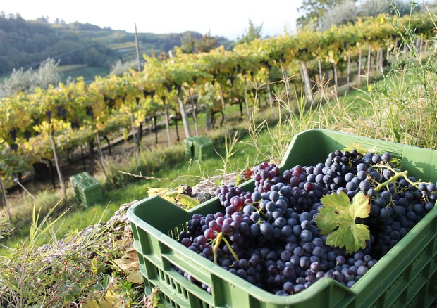Valpolicella wines invest in U.S. without additional tariffs © ANSA